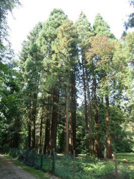 Nettetal-Kaldenkirchen : Sequoiafarm, die Mammutbäume ( 1950 gesät ) wurden 1952 angepflanzt, haben heute eine Höhe bis zu 37 m, und im Arboretum befinden sich 400 verschiedene Gehölzarten. ( 1970 waren es mal 600, aber durch Vernachlässigung des Geländes wurden viele kleinere Gehölze überwuchert, verschattet und erstickt. )
